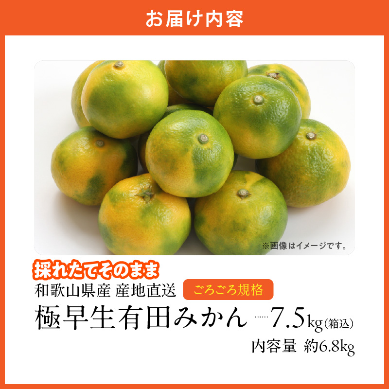 MK1079_【2026年先行予約】みかん 極早生 山から直送 箱込 7.5kg ( 内容量 6.8kg ) 採れたてそのままごろごろ規格 有田みかん 和歌山県産