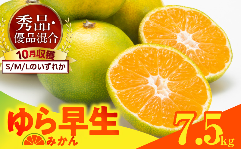 MK1055_【2026先行予約】ゆら早生 みかん 箱込 7.5kg ( 内容量 6.8kg ) S M Lサイズのいずれか 秀品 優品 混合 有田みかん 和歌山県産
