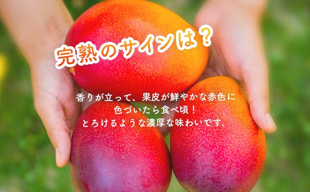 ハナトフルーツ 沖縄県産マンゴーA品 １ｋｇ【 先行予約 2026年発送 】