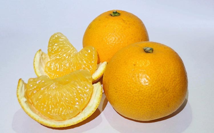 【手選果　訳あり】和歌山由良町産八朔約10kg(サイズ混合・ご家庭用) ※2026年1月中旬～2月下旬頃に順次発送予定