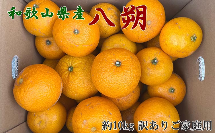 【手選果　訳あり】和歌山由良町産八朔約10kg(サイズ混合・ご家庭用) ※2026年1月中旬～2月下旬頃に順次発送予定