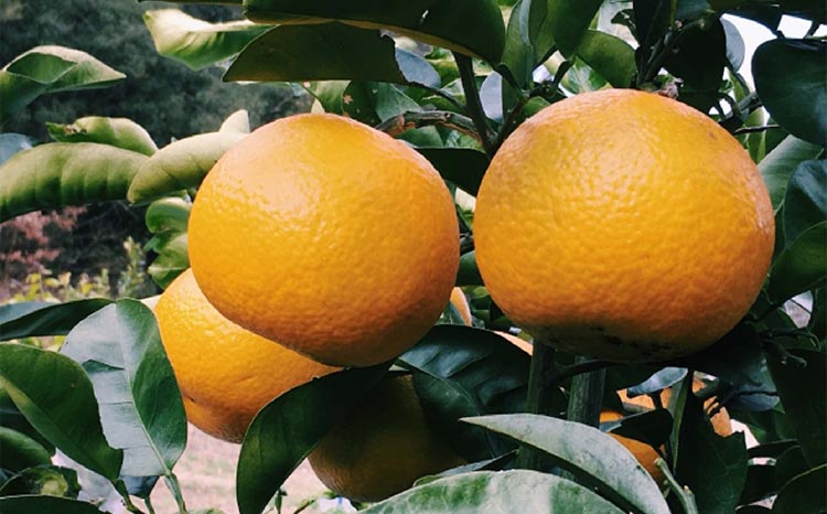 【手選果　訳あり】和歌山由良町産八朔約10kg(サイズ混合・ご家庭用) ※2026年1月中旬～2月下旬頃に順次発送予定