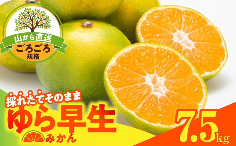 MK1063_【2026先行予約】ゆら早生 みかん 山から直送 箱込 7.5kg ( 内容量 6.8kg ) 採れたてそのままごろごろ規格 有田みかん 和歌山県産