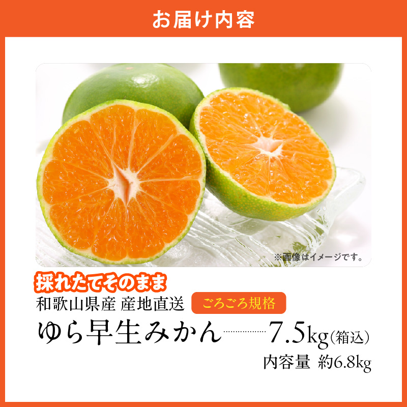 MK1063_【2026先行予約】ゆら早生 みかん 山から直送 箱込 7.5kg ( 内容量 6.8kg ) 採れたてそのままごろごろ規格 有田みかん 和歌山県産