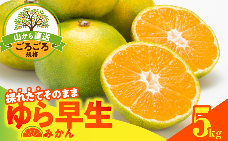 MK1064_Y_【直営限定】【2026先行予約】ゆら早生 みかん 山から直送 箱