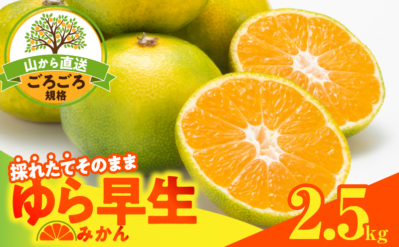 MK1065_【2026先行予約】ゆら早生 みかん 山から直送 箱込 2.5kg ( 内容量 2.3kg ) 採れたてそのままごろごろ規格 有田みかん 和歌山県産