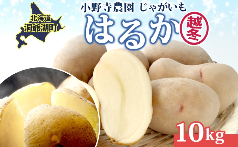 じゃがいも 越冬はるか 10kg 2026年1月中旬～3月下旬ごろお届け しっとり 甘い ロースト じゃがバター 産地直送 お取り寄せ 国産 小野寺農園 北海道 洞爺湖町