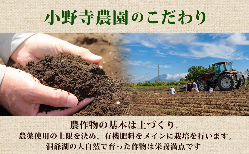 じゃがいも 越冬はるか 10kg 2026年1月中旬～3月下旬ごろお届け しっとり 甘い ロースト じゃがバター 産地直送 お取り寄せ 国産 小野寺農園 北海道 洞爺湖町