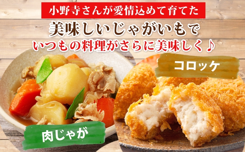 じゃがいも 越冬はるか 10kg 2026年1月中旬～3月下旬ごろお届け しっとり 甘い ロースト じゃがバター 産地直送 お取り寄せ 国産 小野寺農園 北海道 洞爺湖町