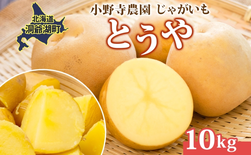 R8年産 先行受付 じゃがいも とうや 10kg 2026年9月下旬より順次出荷 ホクホク 甘い ポテトサラダ コロッケ 産地直送 お取り寄せ 国産 小野寺農園 北海道 洞爺湖町
