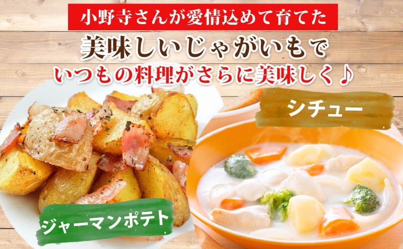 R8年産 先行受付 じゃがいも とうや 10kg 2026年9月下旬より順次出荷 ホクホク 甘い ポテトサラダ コロッケ 産地直送 お取り寄せ 国産 小野寺農園 北海道 洞爺湖町