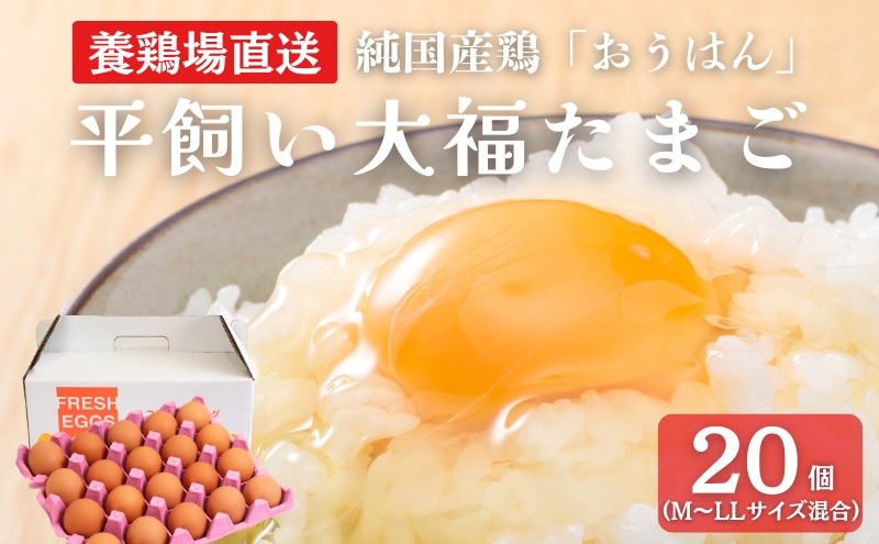 【京都府南丹市】産地直送 大福たまご 20個