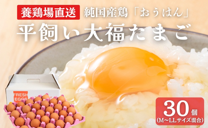 【京都府南丹市】産地直送 大福たまご 30個