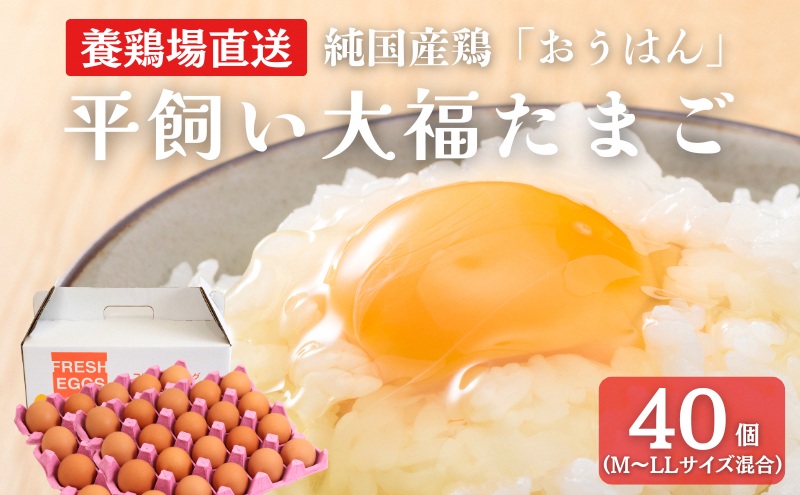 【京都府南丹市】産地直送 大福たまご 40個