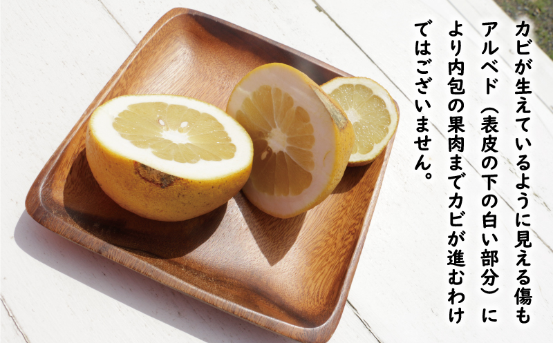 訳あり 文旦 13.5kg 10000円 ぶんたん みかん mikan 蜜柑 ミカン わけあり 家庭用 産地直送 国産 農家直送 糖度 期間限定 数量限定 特産品 ゼリー ジュース アイス 人気 限定 甘い 果実 果肉 フルーツ 果物 柑橘 ビタミン 健康 美味しい おいしい ジューシー 小玉 含む サイズ ミックス 規格外 傷み補償 500g ミッチーのおみかん畑 愛南町 愛媛県