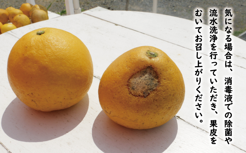 訳あり 文旦 13.5kg 10000円 ぶんたん みかん mikan 蜜柑 ミカン わけあり 家庭用 産地直送 国産 農家直送 糖度 期間限定 数量限定 特産品 ゼリー ジュース アイス 人気 限定 甘い 果実 果肉 フルーツ 果物 柑橘 ビタミン 健康 美味しい おいしい ジューシー 小玉 含む サイズ ミックス 規格外 傷み補償 500g ミッチーのおみかん畑 愛南町 愛媛県