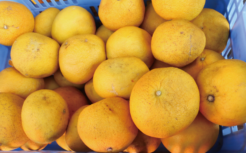 訳あり 文旦 13.5kg 10000円 ぶんたん みかん mikan 蜜柑 ミカン わけあり 家庭用 産地直送 国産 農家直送 糖度 期間限定 数量限定 特産品 ゼリー ジュース アイス 人気 限定 甘い 果実 果肉 フルーツ 果物 柑橘 ビタミン 健康 美味しい おいしい ジューシー 小玉 含む サイズ ミックス 規格外 傷み補償 500g ミッチーのおみかん畑 愛南町 愛媛県
