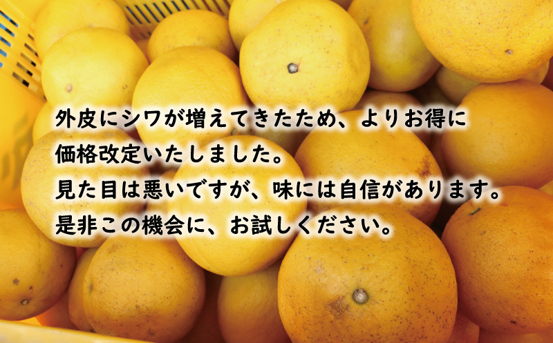 訳あり 文旦 13.5kg 10000円 ぶんたん みかん mikan 蜜柑 ミカン わけあり 家庭用 産地直送 国産 農家直送 糖度 期間限定 数量限定 特産品 ゼリー ジュース アイス 人気 限定 甘い 果実 果肉 フルーツ 果物 柑橘 ビタミン 健康 美味しい おいしい ジューシー 小玉 含む サイズ ミックス 規格外 傷み補償 500g ミッチーのおみかん畑 愛南町 愛媛県