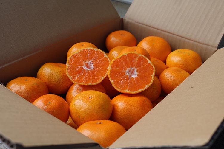 【まごころ手選別】和歌山産 有田みかん 10kg (S～Lサイズ)【サイズおまかせ】 ※2025年11月上旬～2026年1月下旬頃に順次発送予定