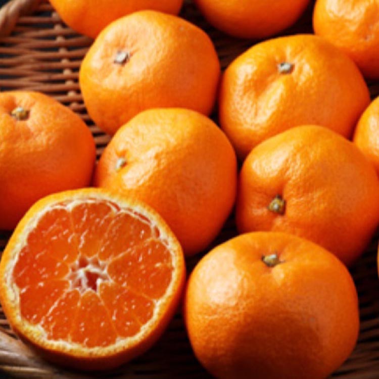 【まごころ手選別】和歌山産 有田みかん 10kg (S～Lサイズ)【サイズおまかせ】 ※2025年11月上旬～2026年1月下旬頃に順次発送予定