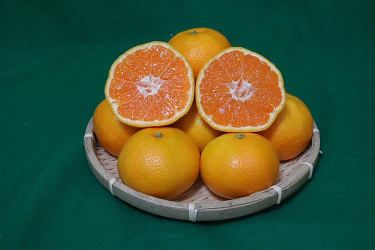 【まごころ手選別】和歌山の有田みかん 10kg 大玉(2L～4Lサイズ混合) ※2025年11月上旬～2026年1月下旬頃に順次発送予定