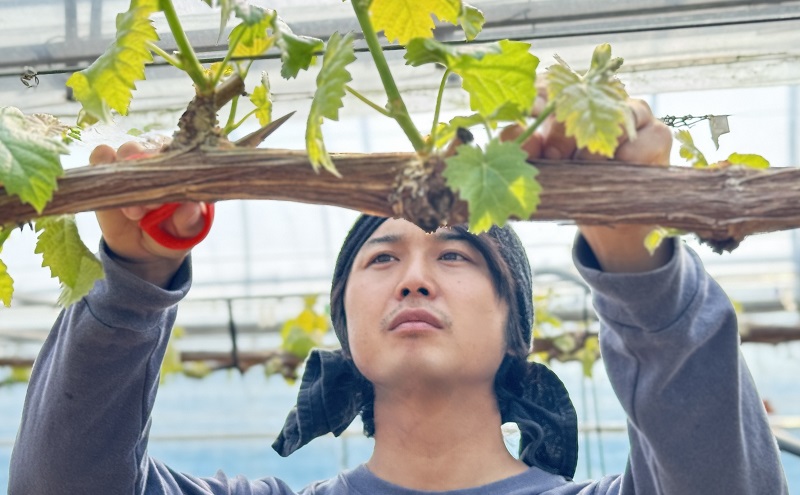 ぶどう 2026年 先行予約 【平均糖度20度】 農家こだわりの シャイン マスカット 2房 合計約1.2kg 贈答クラス ブドウ 葡萄 岡山県産 国産 フルーツ 果物 ギフト 【 Nini farm 農家 直送 】