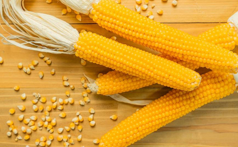 北海道 幕別町 農家が作る芯付 ポップコーン 3本［お菓子 菓子 とうもろこし］