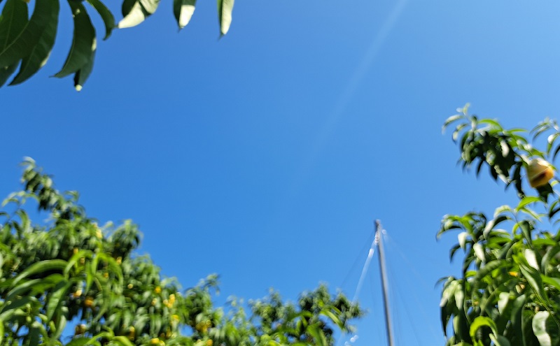 桃 2026年 先行予約 真面目な今井郁弥さん家の桃 白桃 白鳳 約1.8kg 6～8玉 フルーツ 果物 岡山 赤磐市産