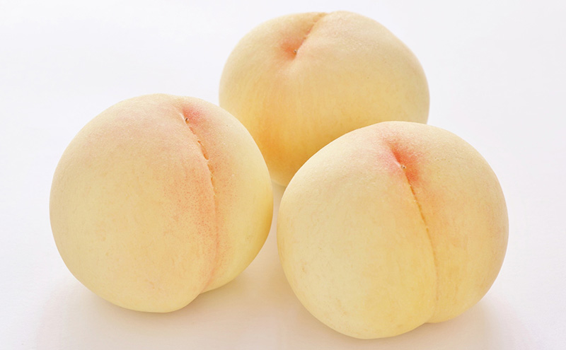 桃 2026年 先行予約 真面目な今井郁弥さん家の桃 白桃 白鳳 約1.8kg 6～8玉 フルーツ 果物 岡山 赤磐市産