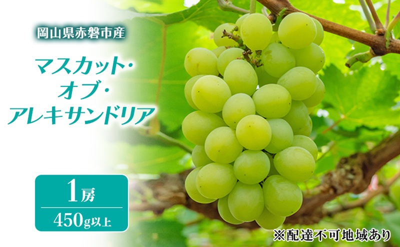 ぶどう 2026年 先行予約 マスカット・オブ・アレキサンドリア 1房 450g以上 ブドウ 葡萄 岡山県 赤磐市産 フルーツ 果物 ギフト 果物類 種あり品種