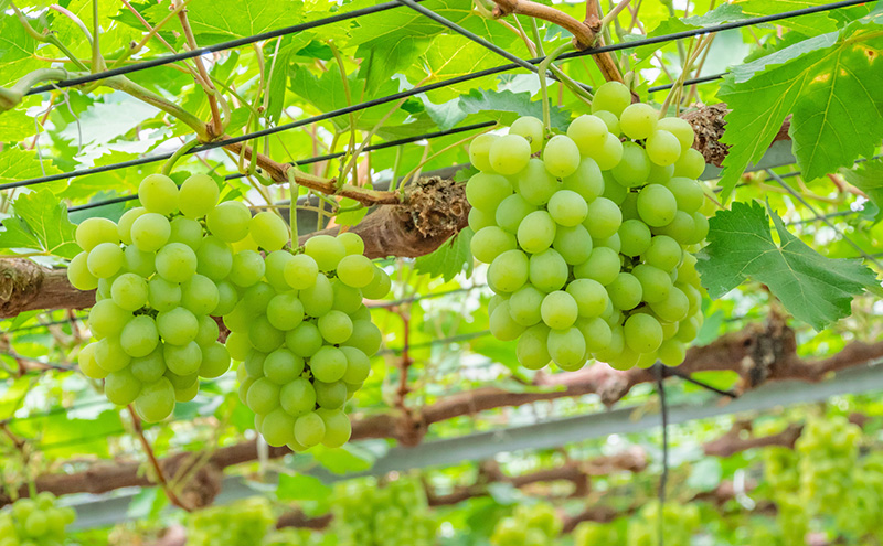 ぶどう 2026年 先行予約 マスカット・オブ・アレキサンドリア 1房 450g以上 ブドウ 葡萄 岡山県 赤磐市産 フルーツ 果物 ギフト 果物類 種あり品種