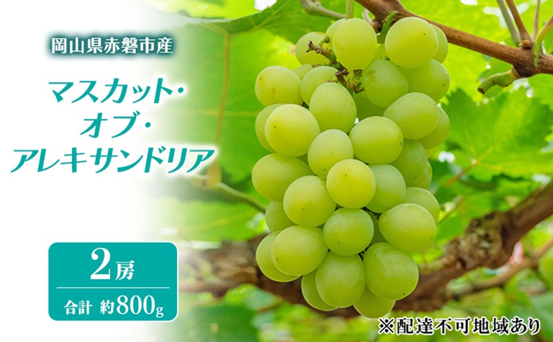 yRԔ֎szԂǂ 2026N s\ }XJbgEIuEALThA 2[ v 800g uhE  R Ԕ֎sY t[c ʕ Mtg ʕ