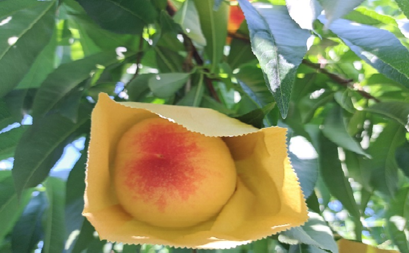 桃 2026年 先行予約 真面目な今井郁弥さん家の桃 白桃 白鳳 約1.8kg 6～8玉 フルーツ 果物 岡山 赤磐市産