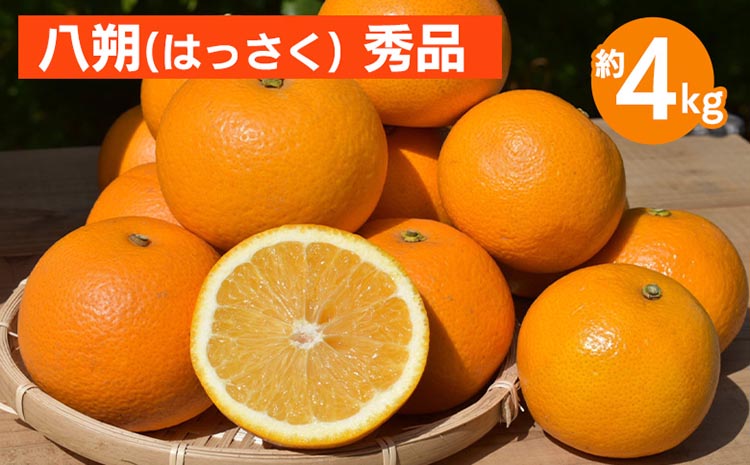 和歌山県産 八朔 4kg 秀品 ※2026年1月上旬～3月下旬頃に順次発送予定