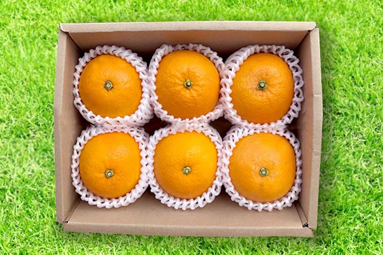 和歌山県産 八朔 4kg 秀品 ※2026年1月上旬～3月下旬頃に順次発送予定