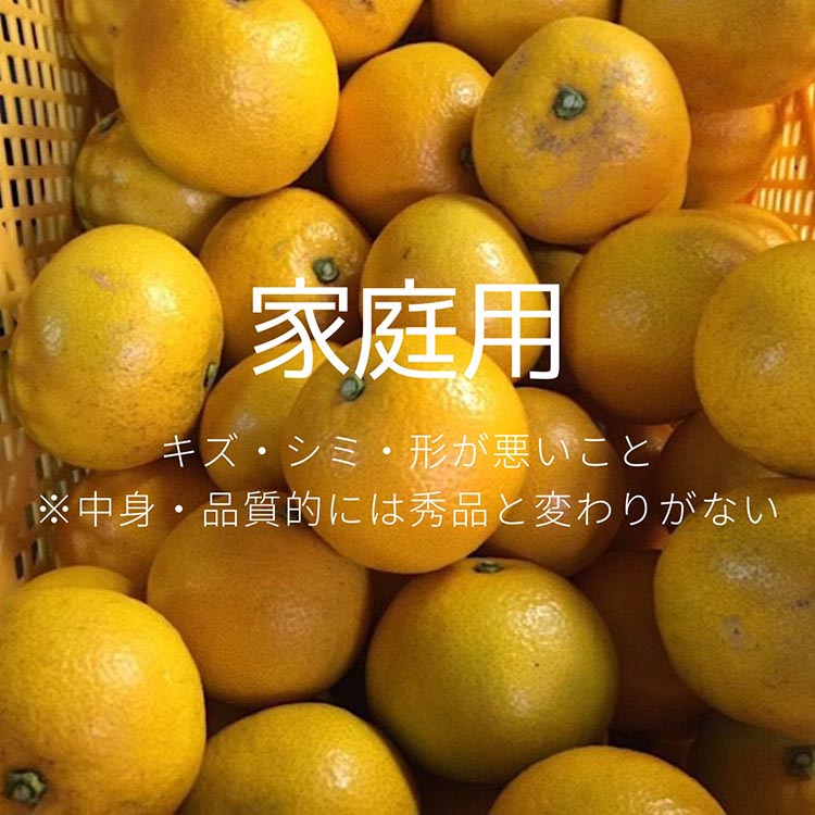 和歌山県産 八朔 6kg 家庭用 ※2026年1月上旬～3月下旬頃に順次発送予定