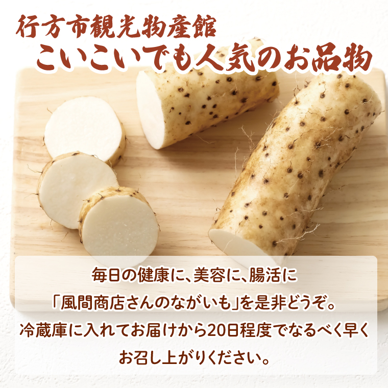 【2025年12月より順次発送】風間商店さんのながいも 約5kg(10～12本)｜ながいも いも 芋 長芋 野菜 やさい 人気 美容 健康 腸活 味噌汁 天ぷら 茨城県 行方市 行方市産(HO-2)