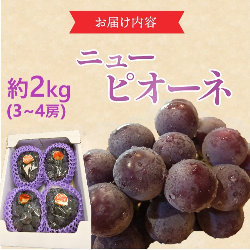 2026年 早期受付 ぶどう ニューピオーネ 3～4房 約2kg 岡山県高梁市産 うめづぶどう園 化粧箱入り 葡萄 ブドウ 大粒 贈答用