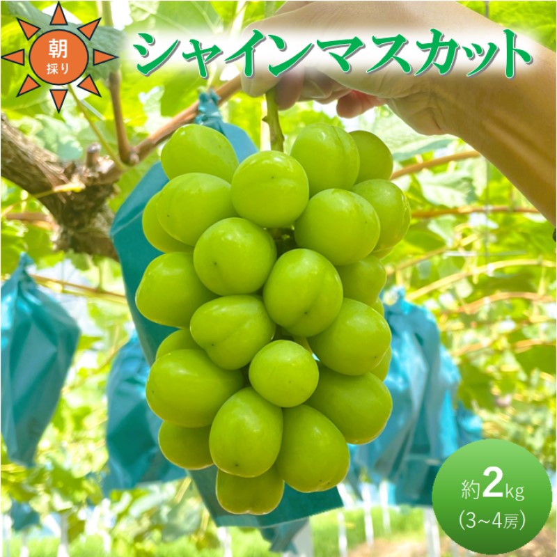 早期受付 ぶどう シャインマスカット 3～4房 約2kg 岡山県高梁市産