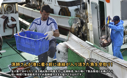 福岡県福津市のふるさと納税 【年6回奇数月】福津の旬の魚介類こだわり定期便【加工承り】【随時開始】[G7018]