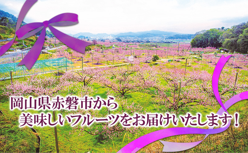 ぶどう 2026年 先行予約 ニュー ピオーネ 大粒 大房 2房 合計1.3kg以上 ブドウ 葡萄 岡山県 赤磐市産 国産 フルーツ 果物 ギフト 赤坂青空市 果物類 