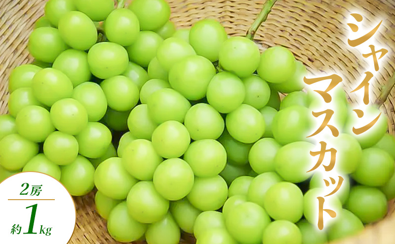 y쌧RmzVC}XJbg 2[ 1kg Ԃǂ uhE  }XJbg ʕ t[c 쌧  Rm