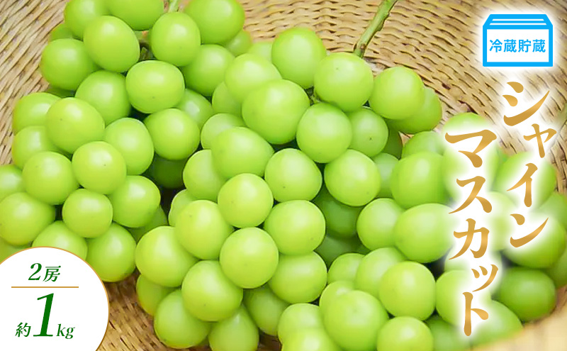 y쌧Rmz① VC}XJbg 2[ 1kg Ԃǂ uhE  }XJbg ʕ t[c 쌧  Rm