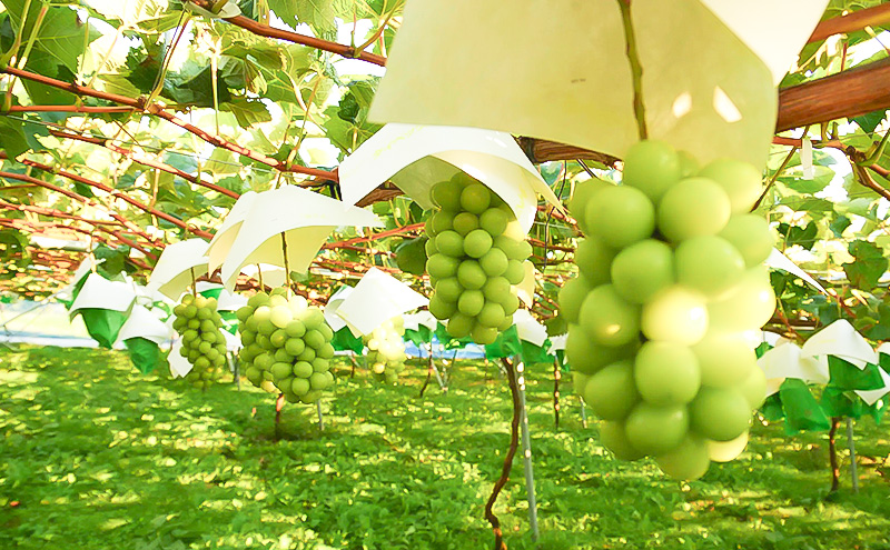 冷蔵貯蔵 シャインマスカット 2房 約1kg ぶどう ブドウ 葡萄 マスカット 果物 フルーツ 長野県 長野 山ノ内町