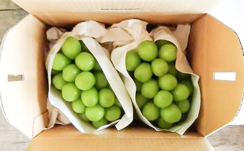 冷蔵貯蔵 シャインマスカット 2房 約1kg ぶどう ブドウ 葡萄 マスカット 果物 フルーツ 長野県 長野 山ノ内町