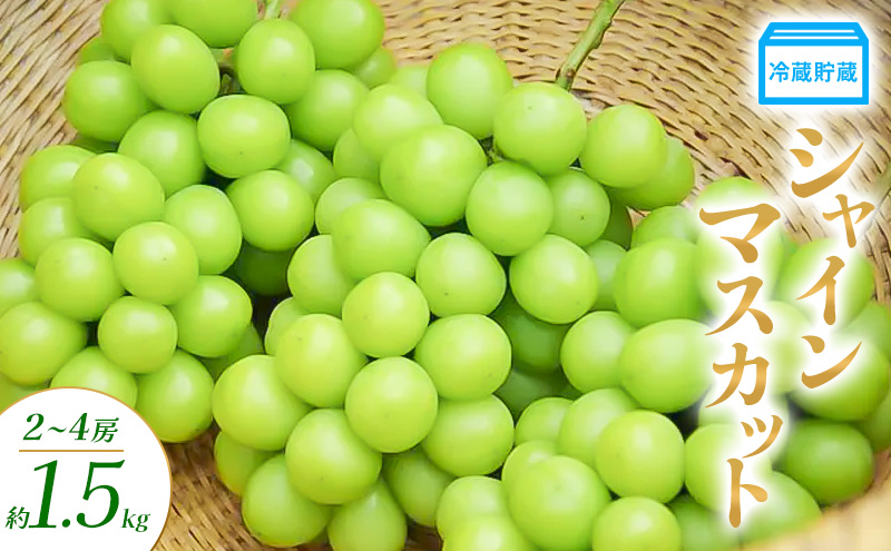 【長野県山ノ内町】冷蔵貯蔵 シャインマスカット 2〜4房 約1.5kg ぶどう ブドウ 葡萄 マスカット 果物 フルーツ 長野県 長野 山ノ内町