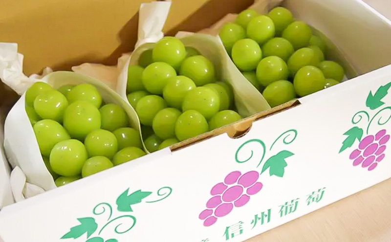 冷蔵貯蔵 シャインマスカット 2～4房 約1.5kg ぶどう ブドウ 葡萄 マスカット 果物 フルーツ 長野県 長野 山ノ内町