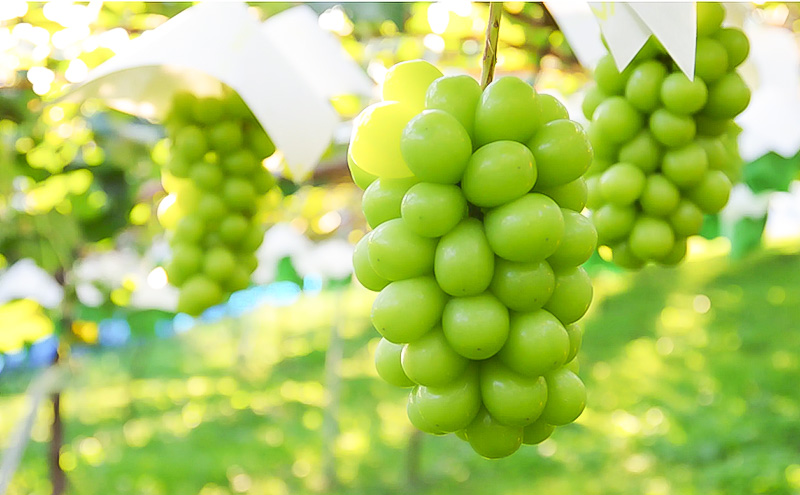 冷蔵貯蔵 シャインマスカット 4～6房 約3kg ぶどう ブドウ 葡萄 マスカット 果物 フルーツ 長野県 長野 山ノ内町