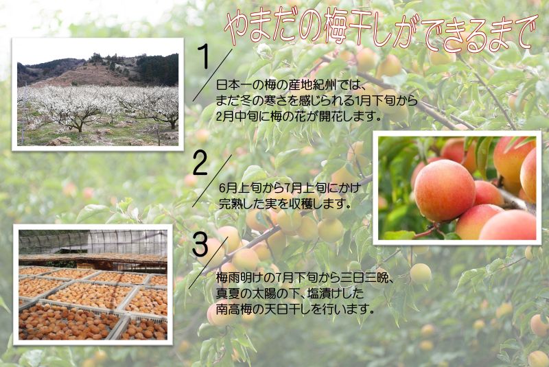 YD1005_紀州南高梅「花」塩分約6％（850ｇ）