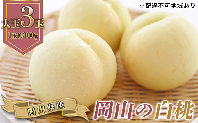 桃 2026年 先行予約 岡山の 白桃 大玉3玉(晩生種)(1玉約300g) もも モモ 岡山県産 国産 フルーツ 果物 ギフト